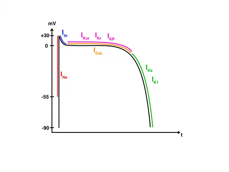 Elektrophysiologie Basics