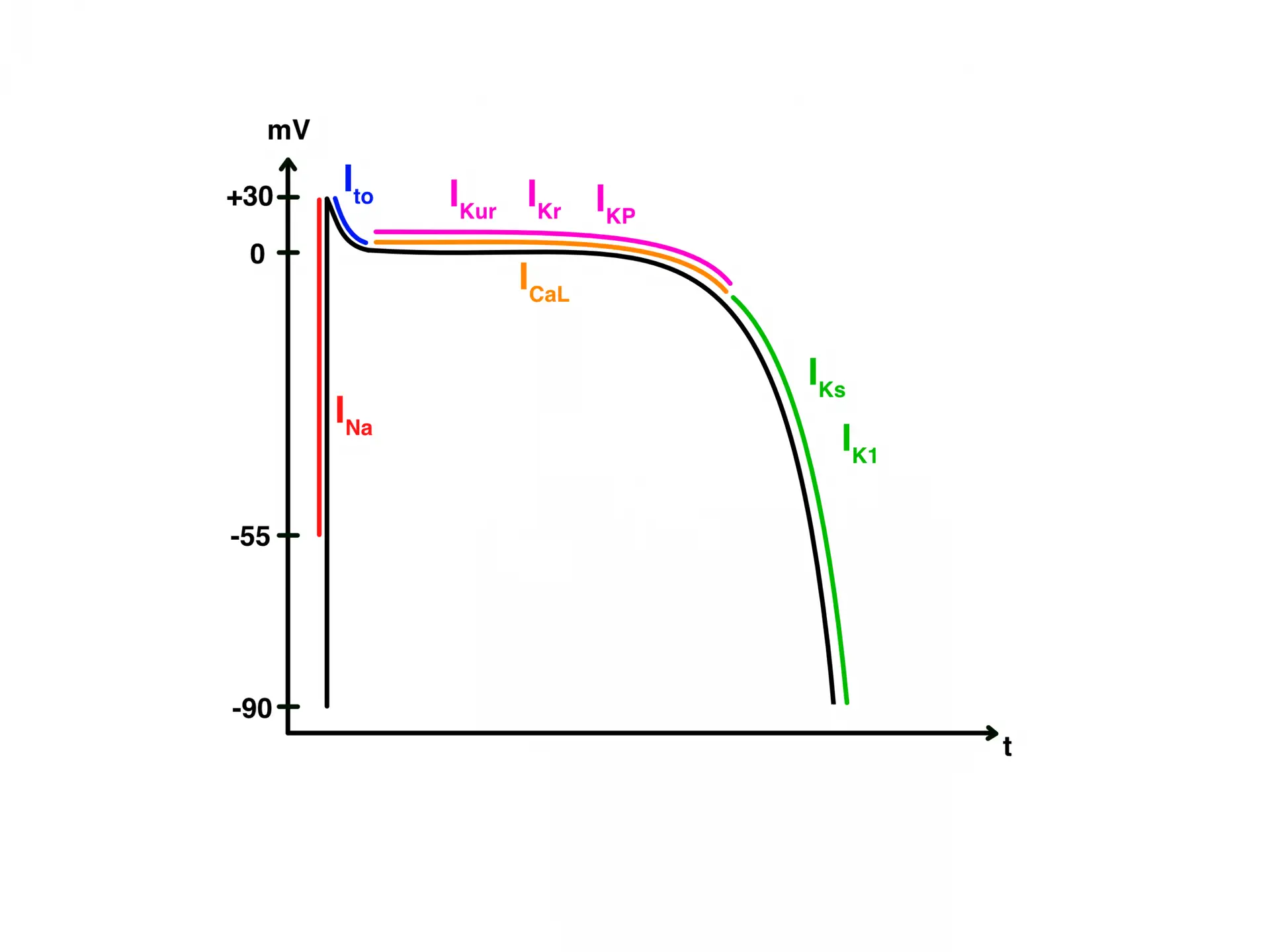 Elektrophysiologie Basics